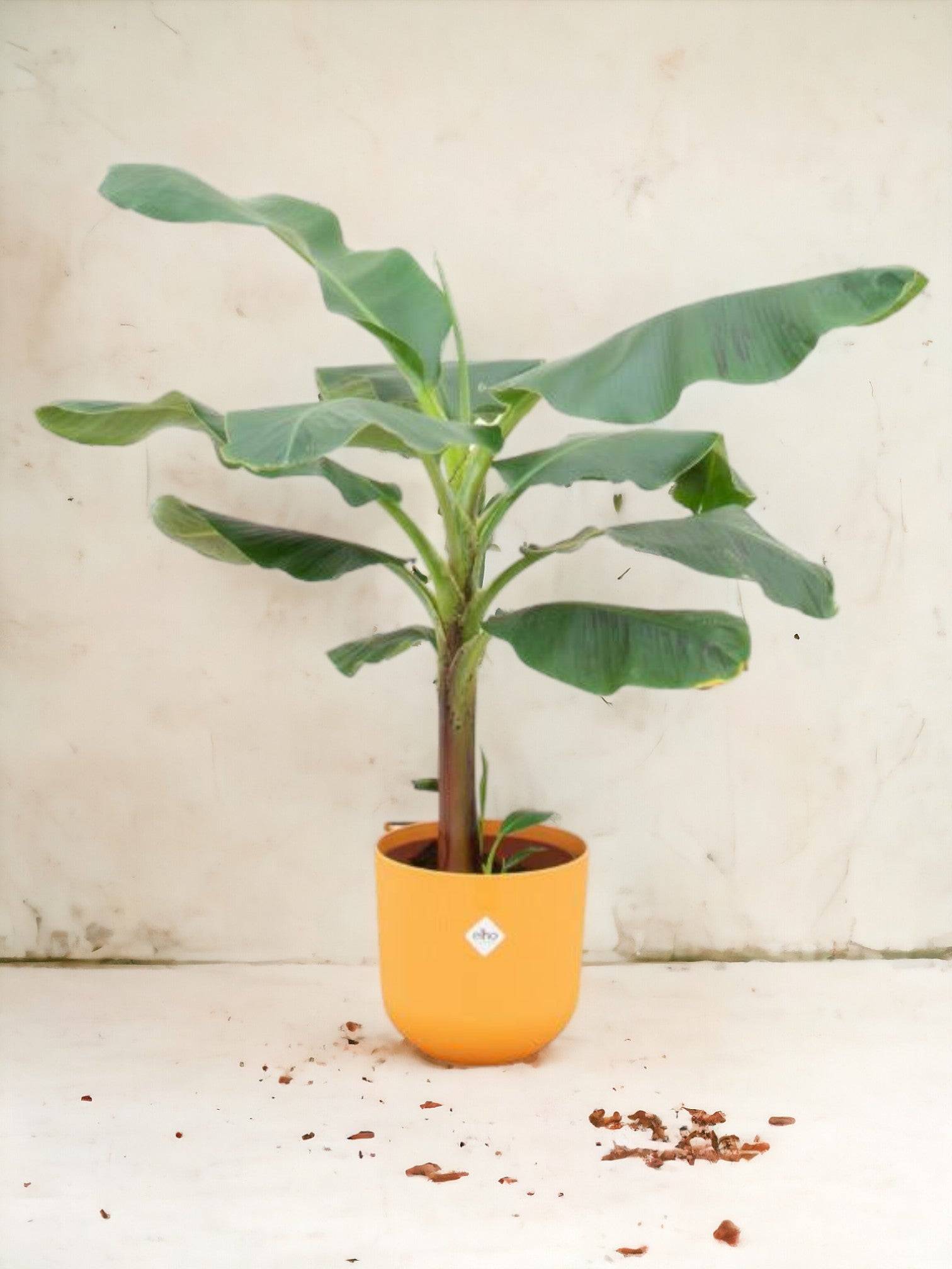 La Green Touch - Bananier Musa 100cm et son pot- La Green Touch Jaune - Hauteur 100cm