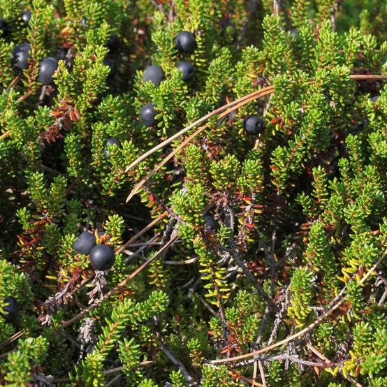Promesse de Fleurs - Empetrum nigrum - Camarine noire Pot de 10 cm/11cm - Image 1