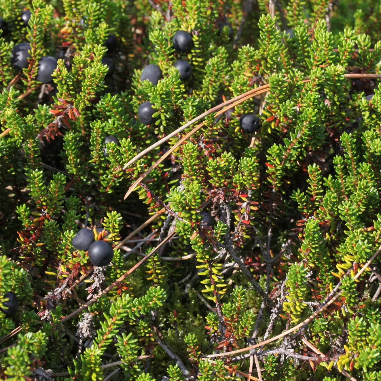 Promesse de Fleurs - Empetrum nigrum - Camarine noire Pot de 10 cm/11cm - Image 1