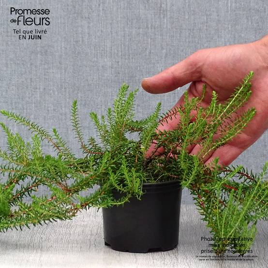 Promesse de Fleurs - Empetrum nigrum - Camarine noire Pot de 10 cm/11cm - Image 2