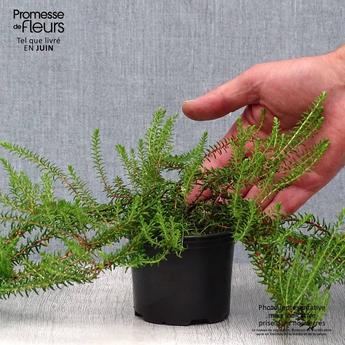 Promesse de Fleurs - Empetrum nigrum - Camarine noire Pot de 10 cm/11cm - Image 2