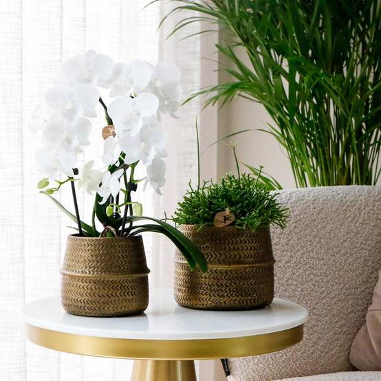 Mélange de 3 plantes grasses avec pots céramique - Ø9cm - Plantes d’intérieur - Image 5