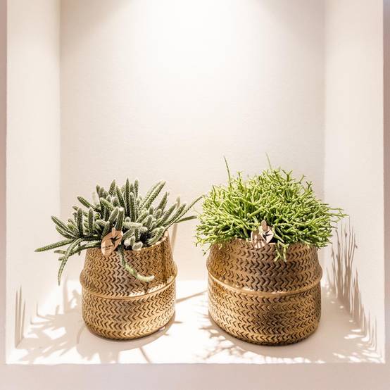 Mélange de 3 plantes grasses avec pots céramique - Ø9cm - Plantes d’intérieur - Image 4