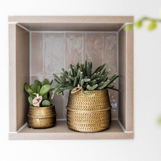 Mélange de 3 plantes grasses avec pots céramique - Ø9cm - Plantes d’intérieur - Image 3