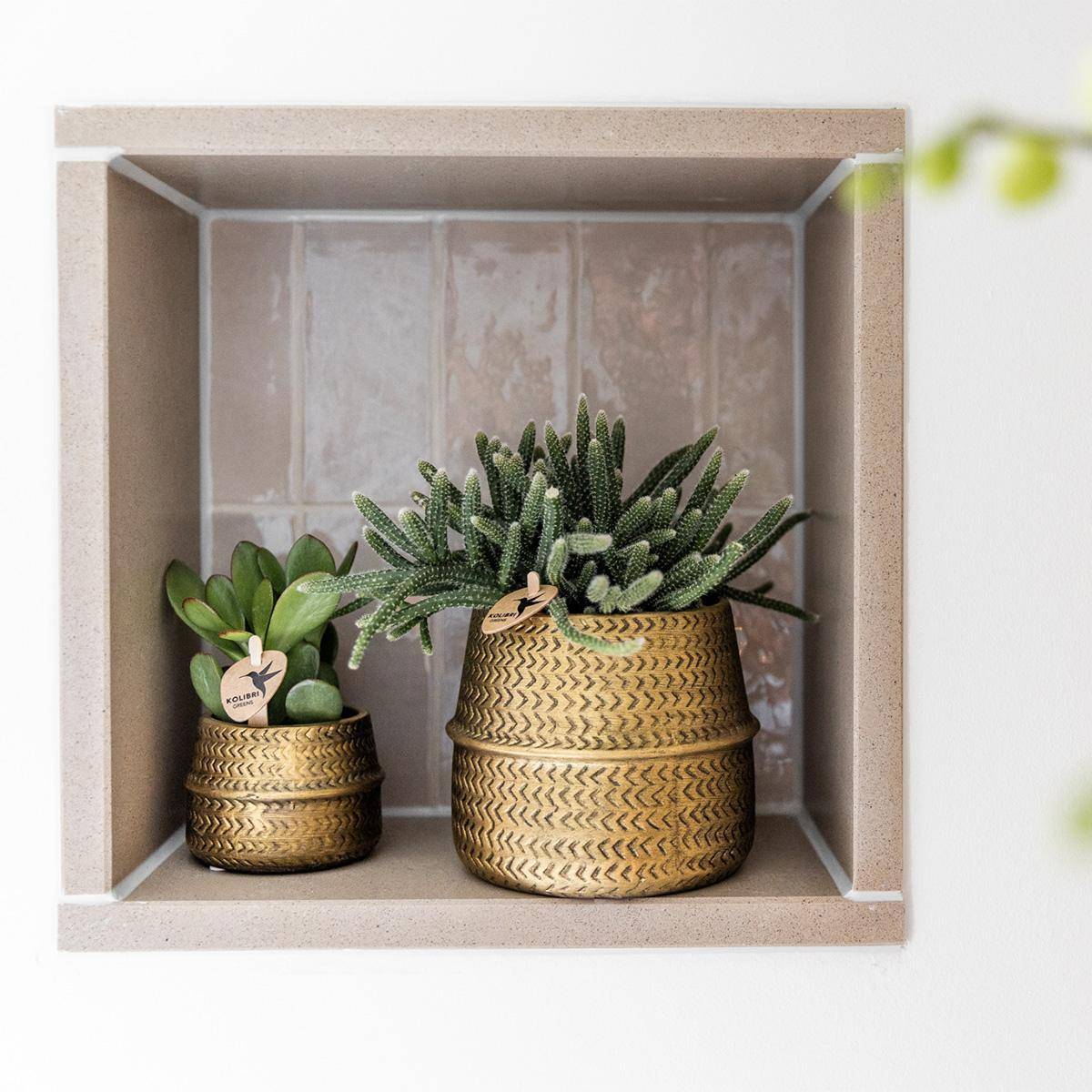 Mélange de 3 plantes grasses avec pots céramique - Ø9cm - Plantes d’intérieur - Image 3