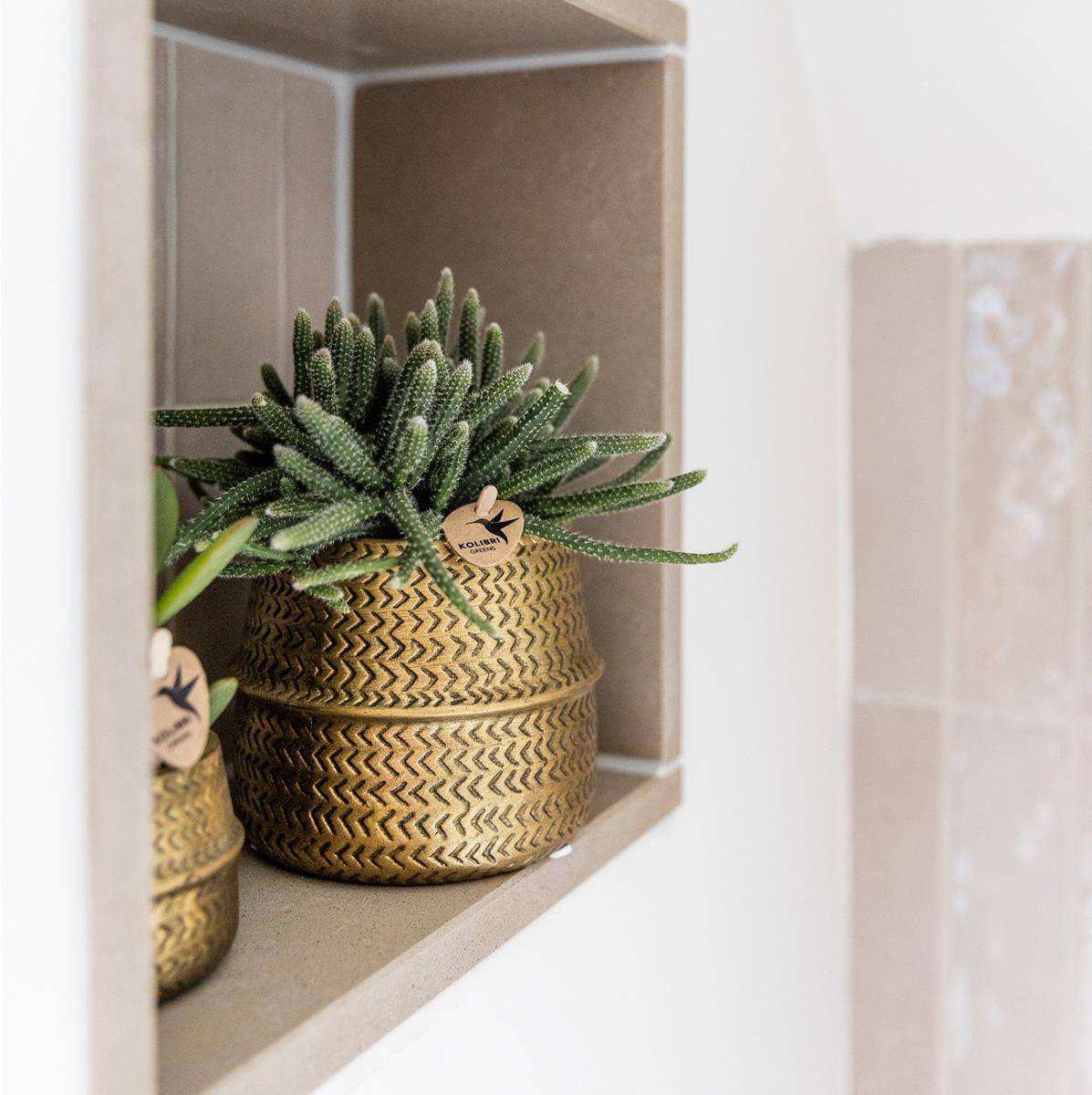 Mélange de 3 plantes grasses avec pots céramique - Ø9cm - Plantes d’intérieur - Image 2
