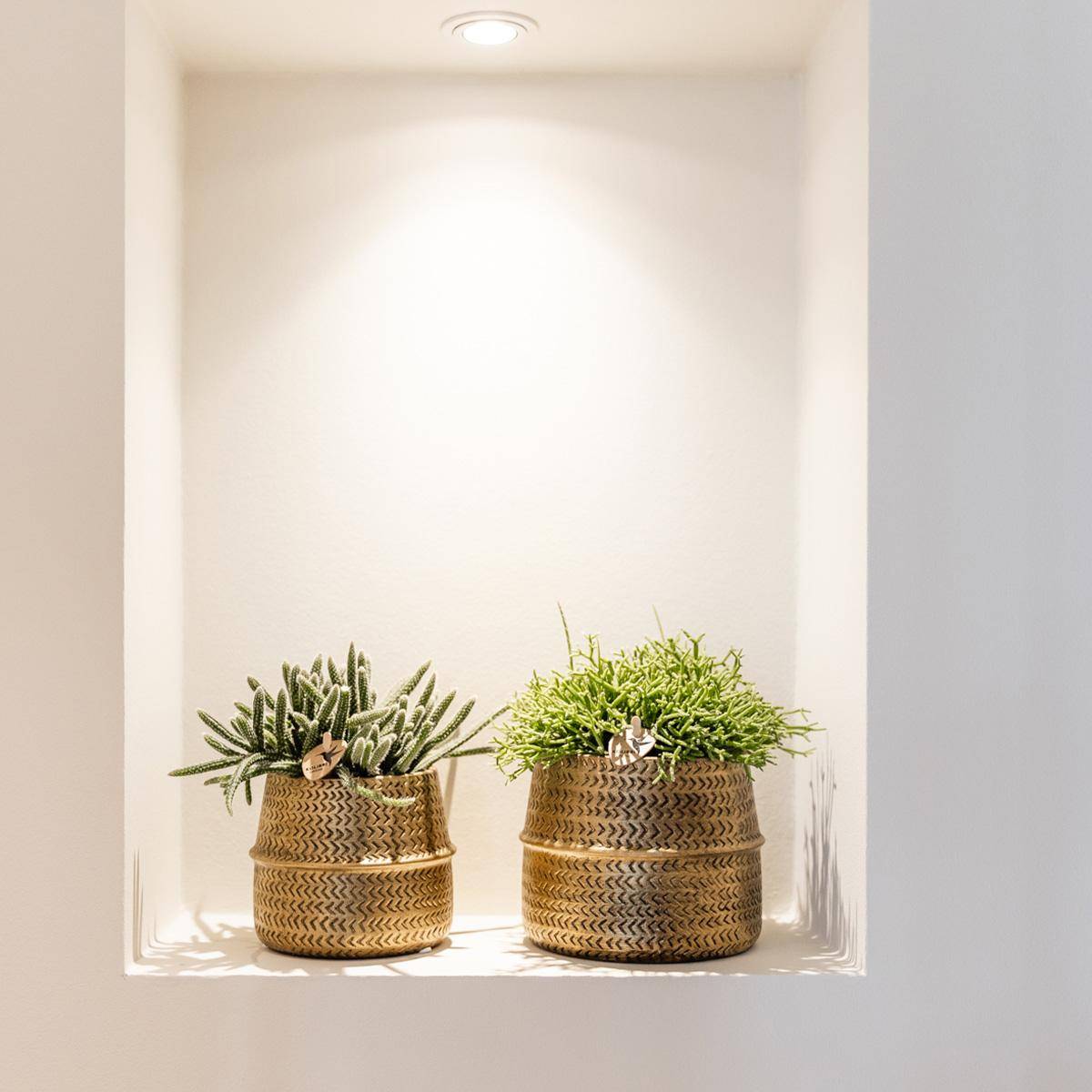 Mélange de 3 plantes grasses avec pots céramique - Ø9cm - Plantes d’intérieur - Image 6