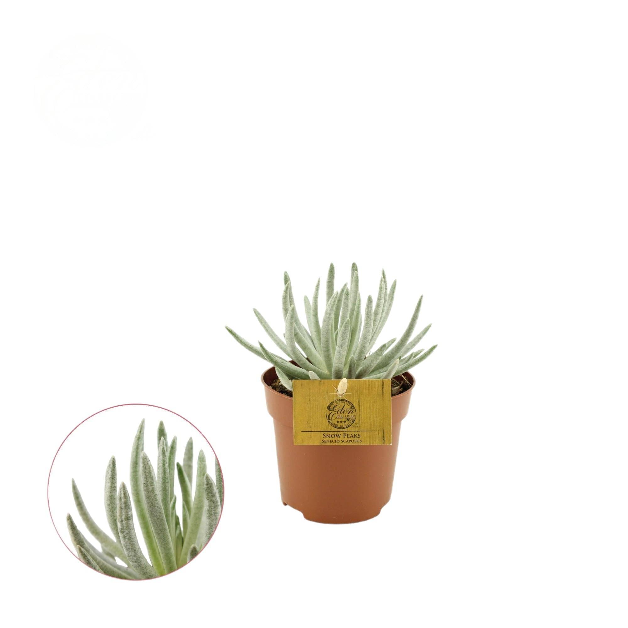 La Green Touch - Senecio Scaposus 15cm - Plante d'intérieur- La Green Touch - Imagen 1