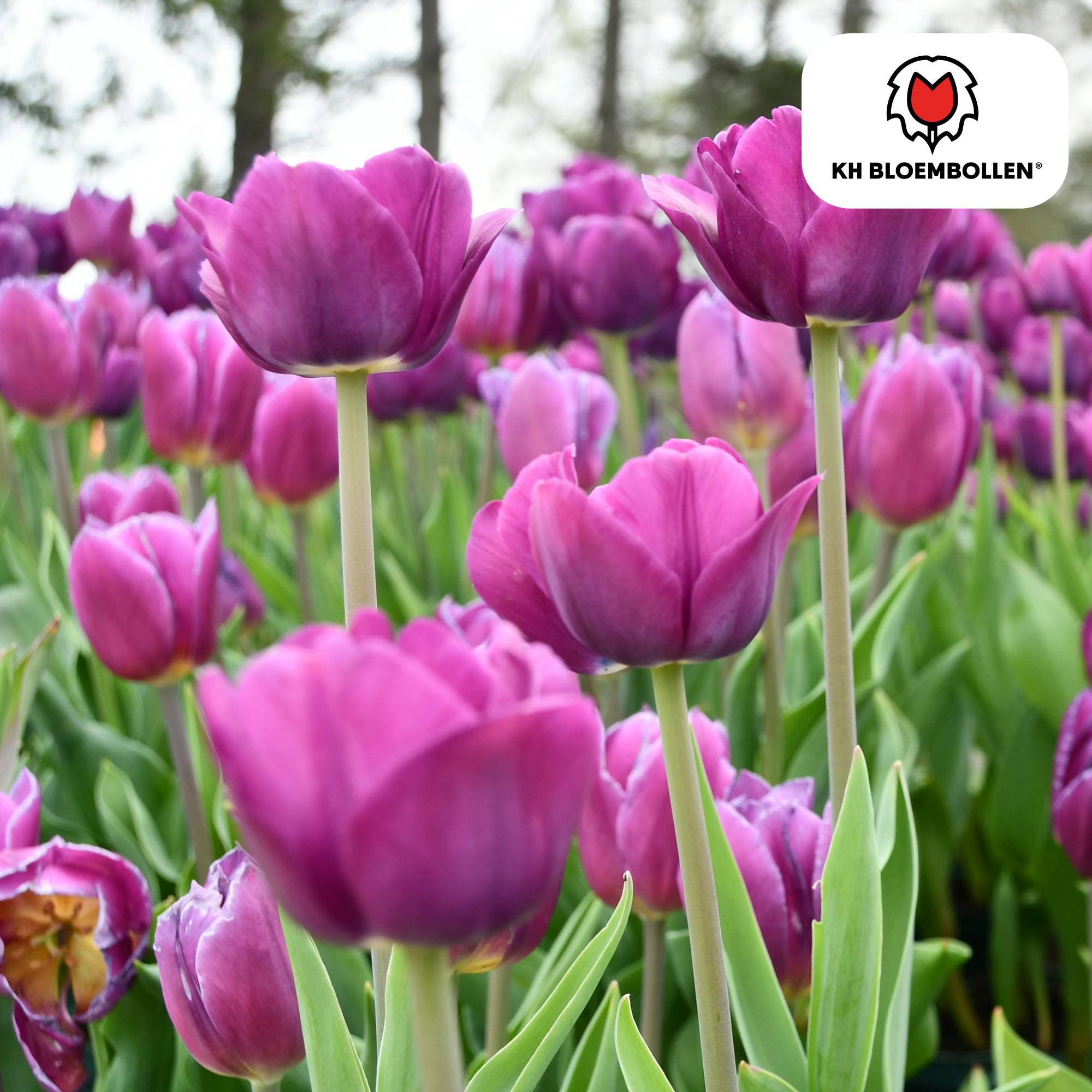 La Green Touch - Tulipe Purple Prince - 20 bulbes - Image 3