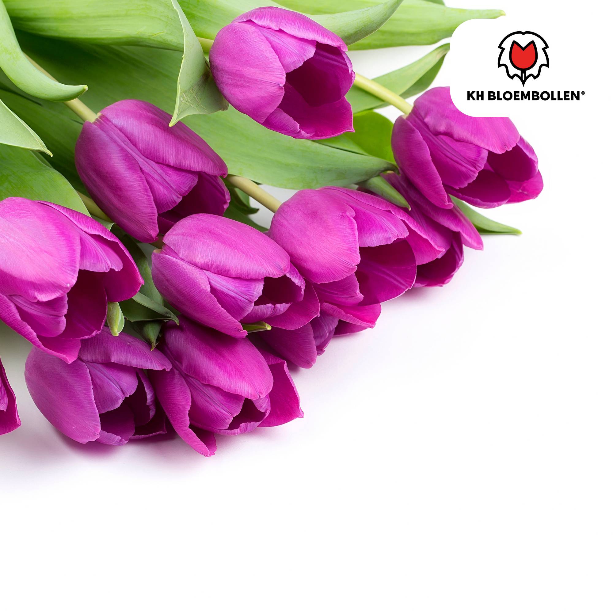 La Green Touch - Tulipe Purple Prince - 20 bulbes - Image 4