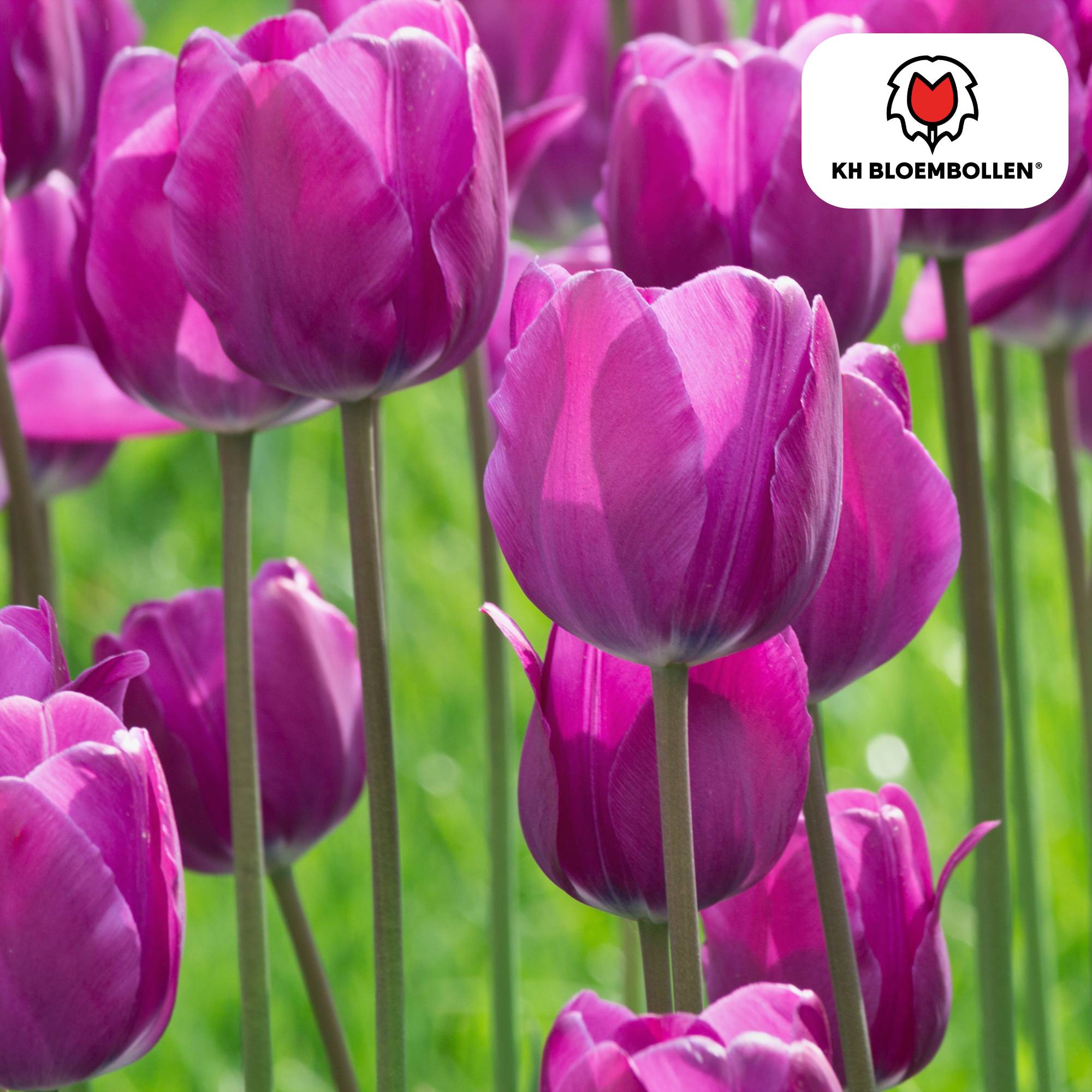 La Green Touch - Tulipe Purple Prince - 20 bulbes - Image 2