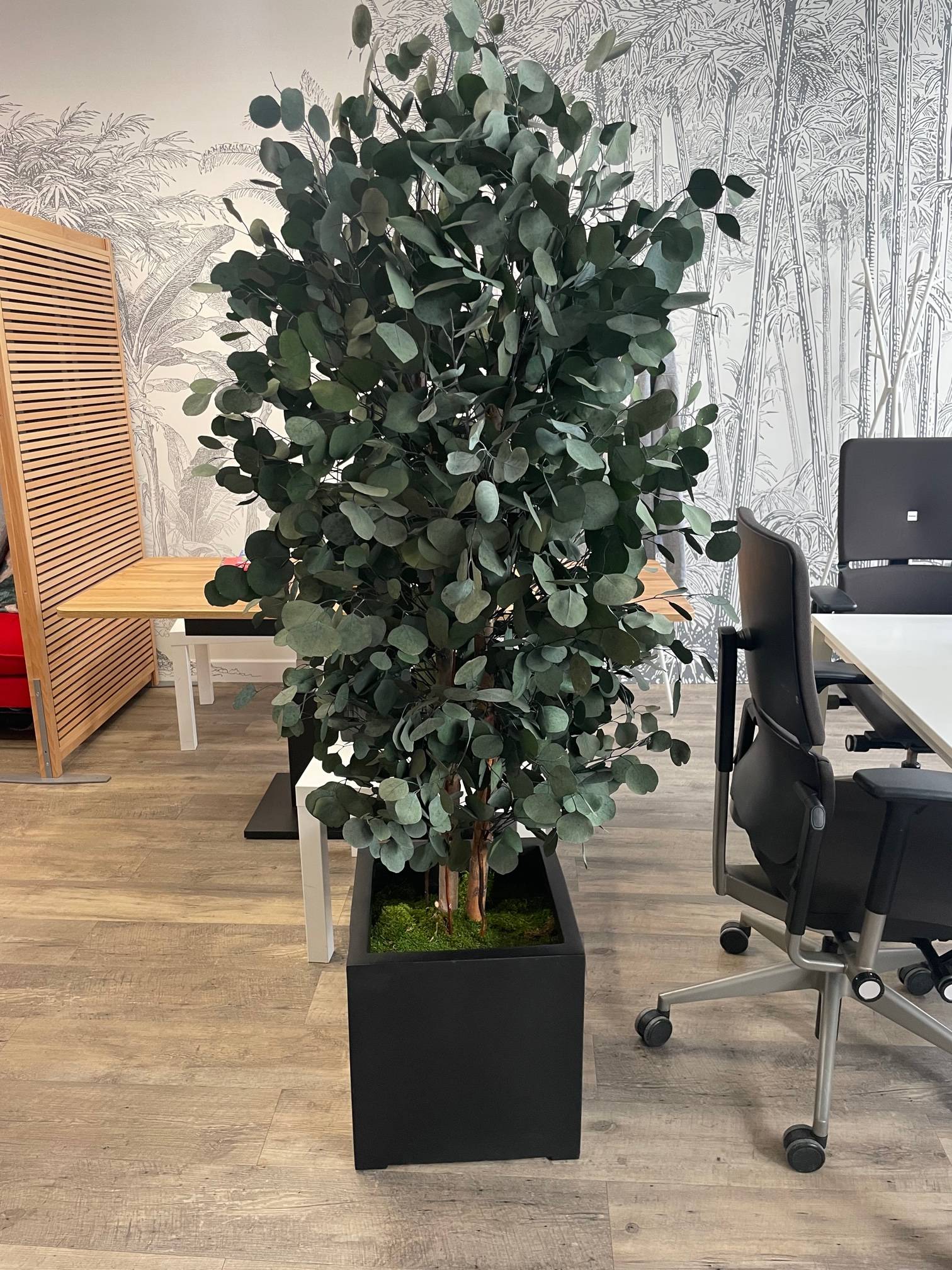Arbre Stabilisé Eucalyptus Populus Naturel - Arbre Stabilisé - Plante d'Intérieur - 180 cm - Image 2
