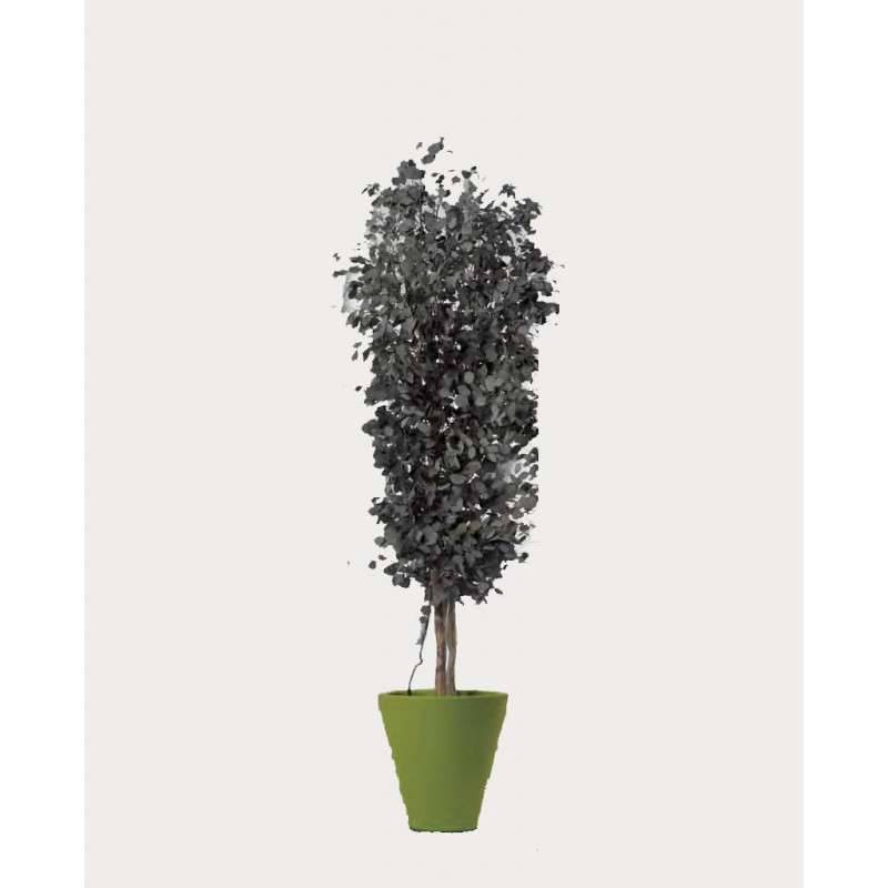 Arbre Stabilisé Eucalyptus Populus Naturel -  Arbre Stabilisé - Plante d'Intérieur -  180 cm - Image 1