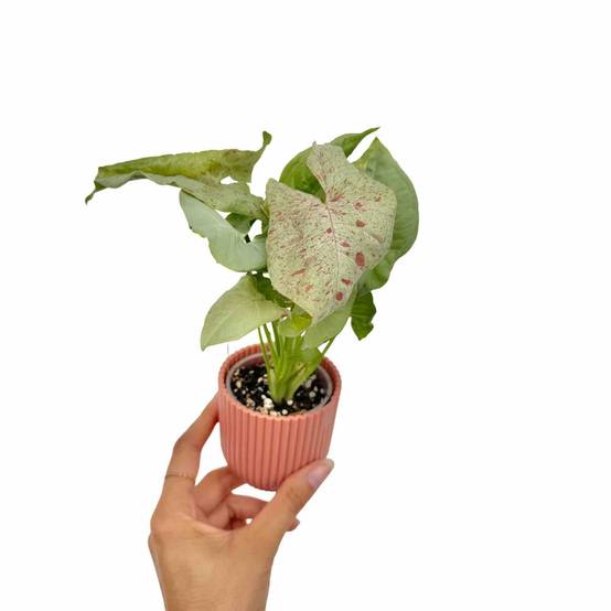 Syngonium Confetti - Pot de 6cm - Plantes d'intérieur - Image 1