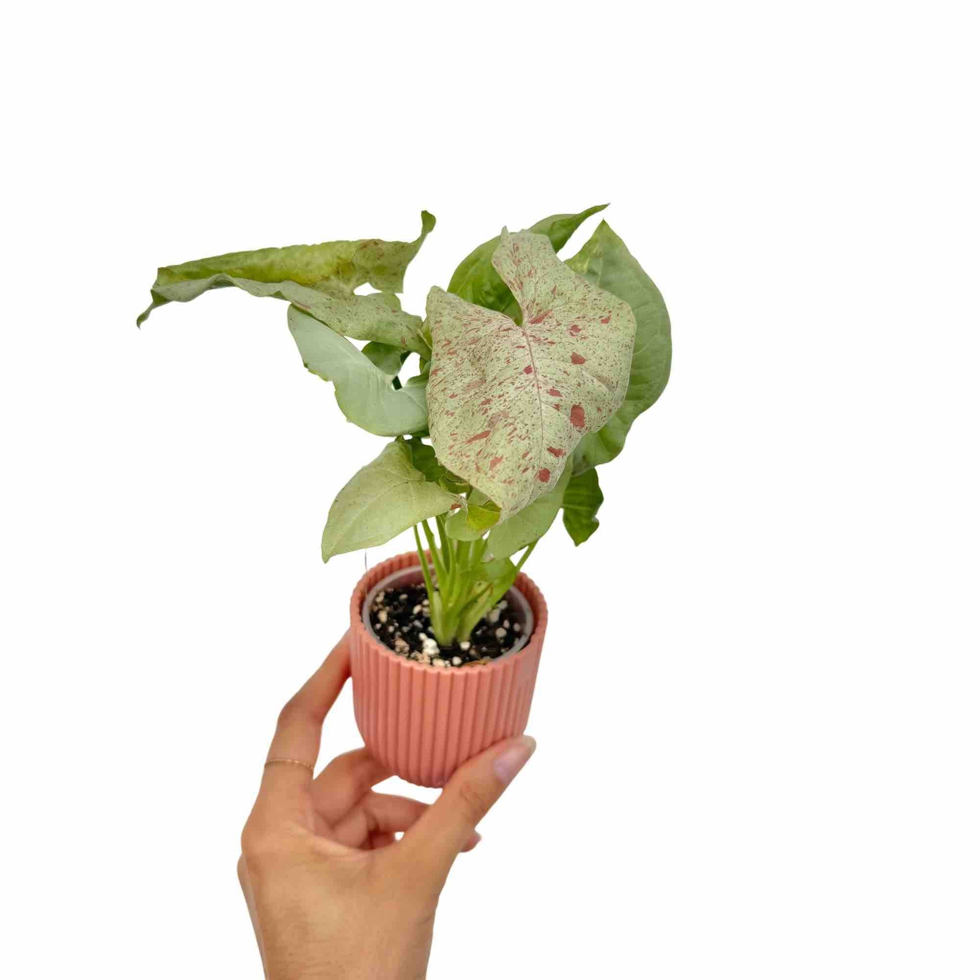 Syngonium Confetti - Pot de 6cm - Plantes d'intérieur
