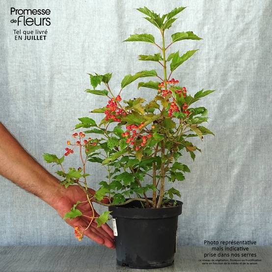 Viorne obier - Viburnum opulus Compactum Pot de 3L/4L - Image 2