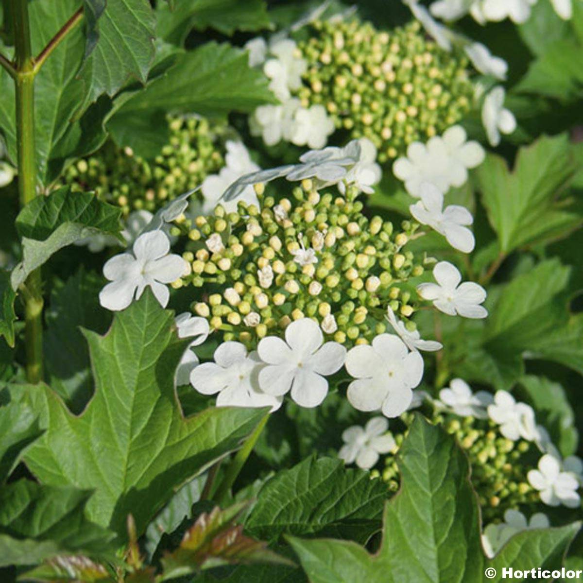 Viorne obier - Viburnum opulus Compactum Pot de 3L/4L - Image 1