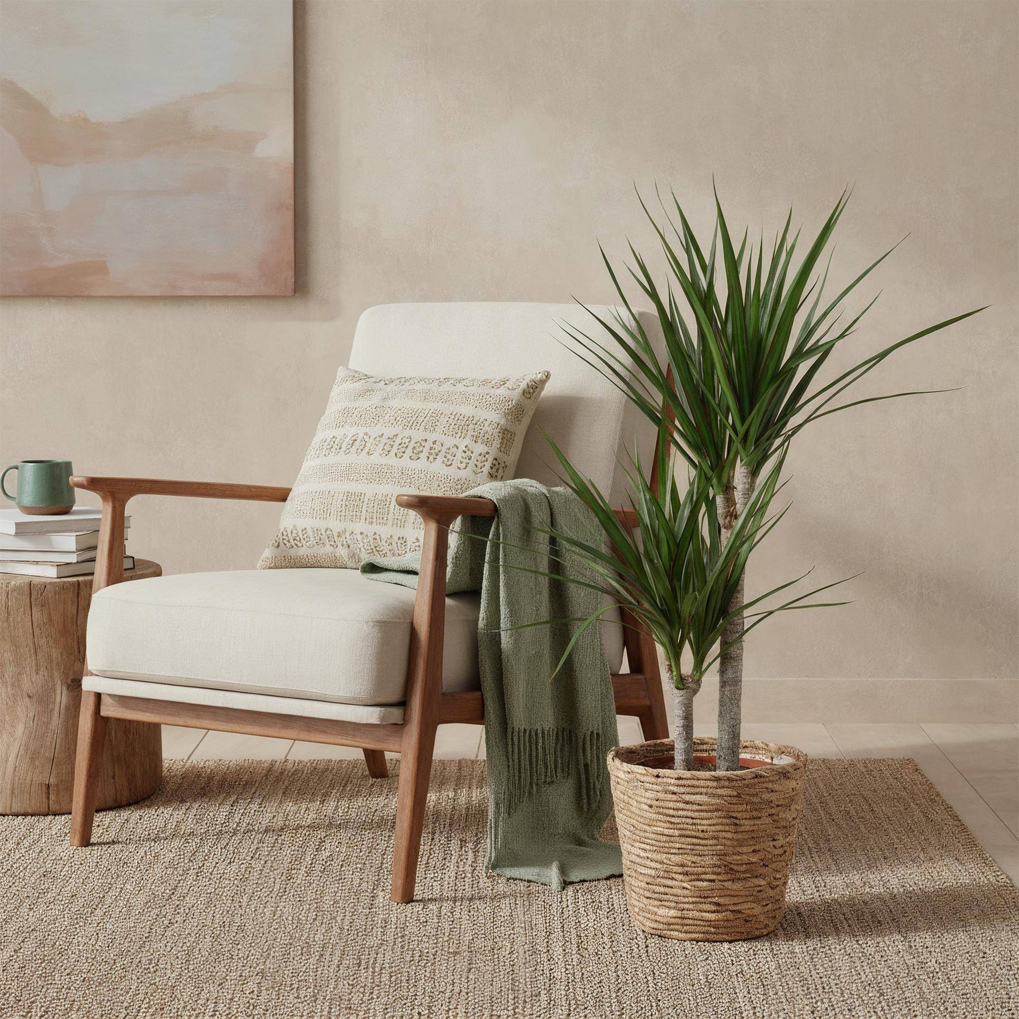 Dracaena Marginata - Pot de 21cm - Panier - Plantes d'intérieur - Image 4