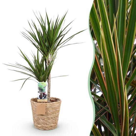 Dracaena Marginata - Pot de 21cm - Panier - Plantes d'intérieur - Image 1