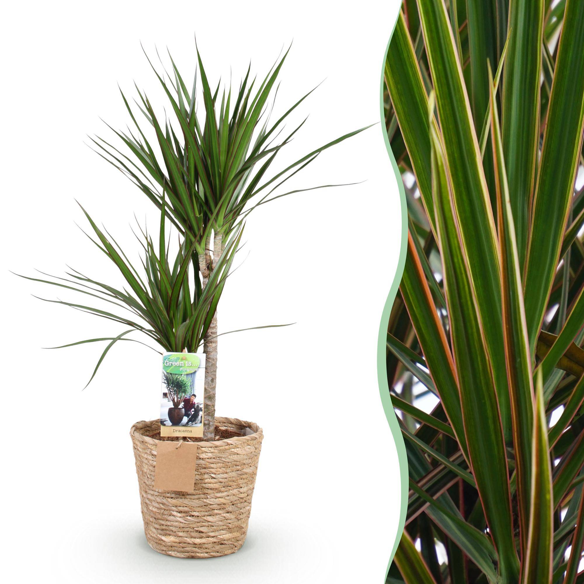 Dracaena Marginata - Pot de 21cm - Panier - Plantes d'intérieur
