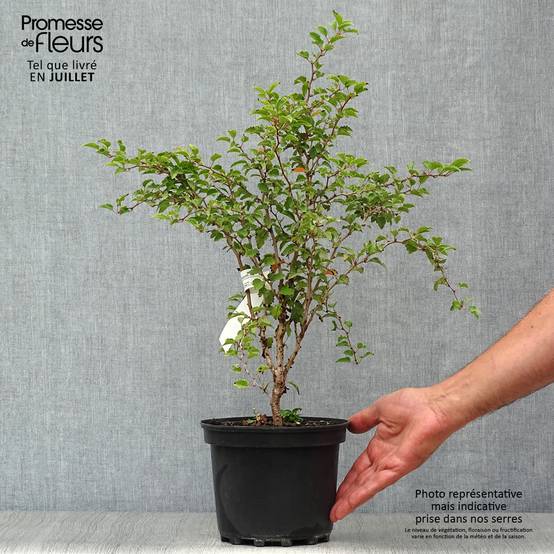 Promesse de Fleurs - Cerisier à fleurs nain du Japon - Prunus incisa Kojo no mai Pot de 2L/3L - Image 2