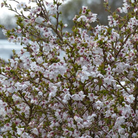 Promesse de Fleurs - Cerisier à fleurs nain du Japon - Prunus incisa Kojo no mai Pot de 2L/3L - Image 1