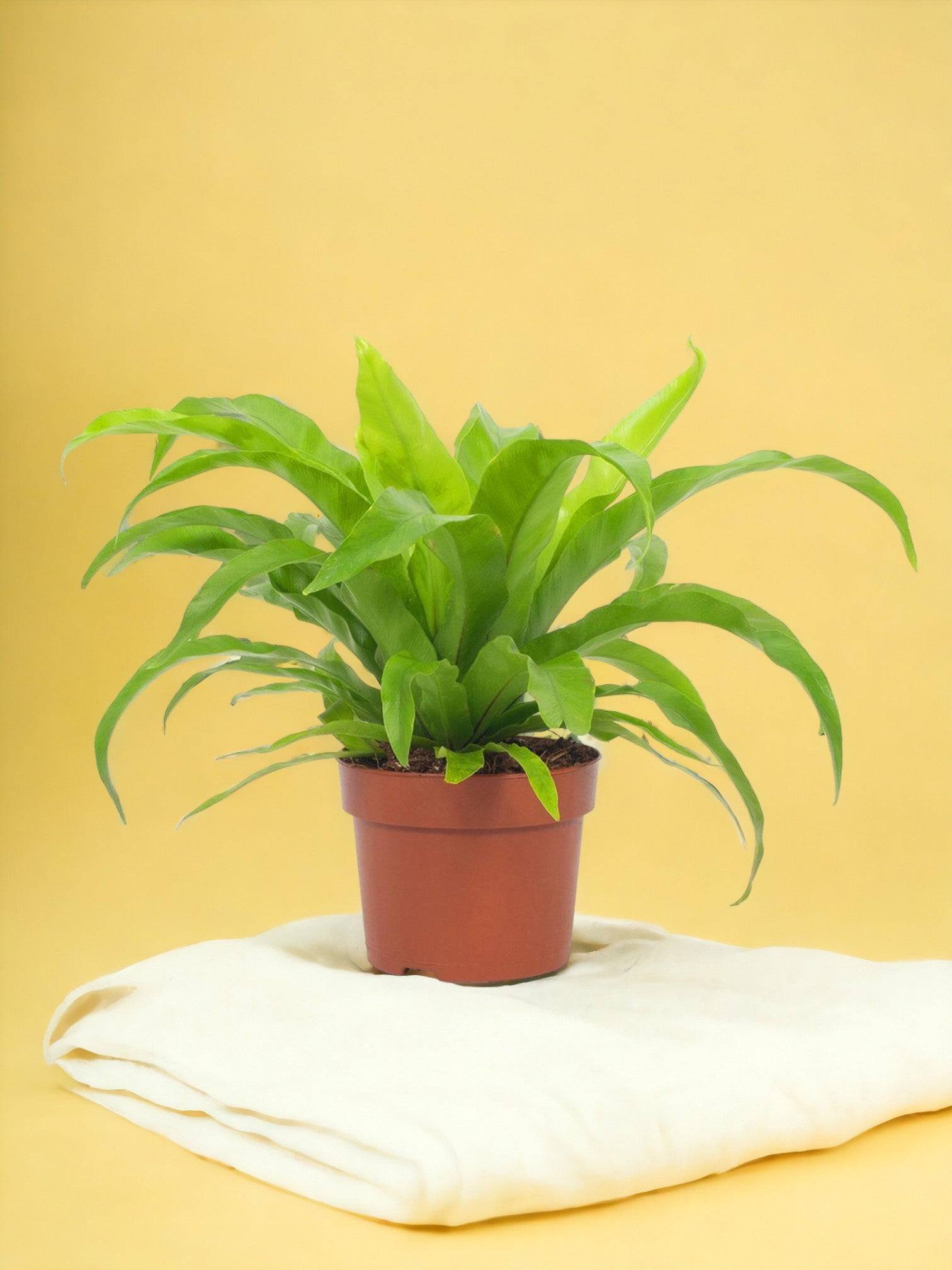 Asplenium Antiquum 19cm - Plante d'intérieur- La Green Touch - Image 2