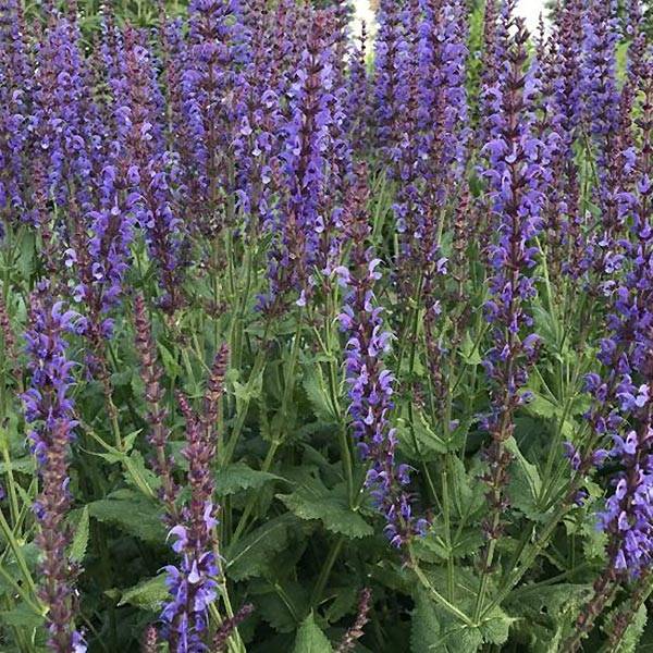 Salvia x sylvestris Dear Anja - Sauge Dear Anja Godet de 8/9 cm