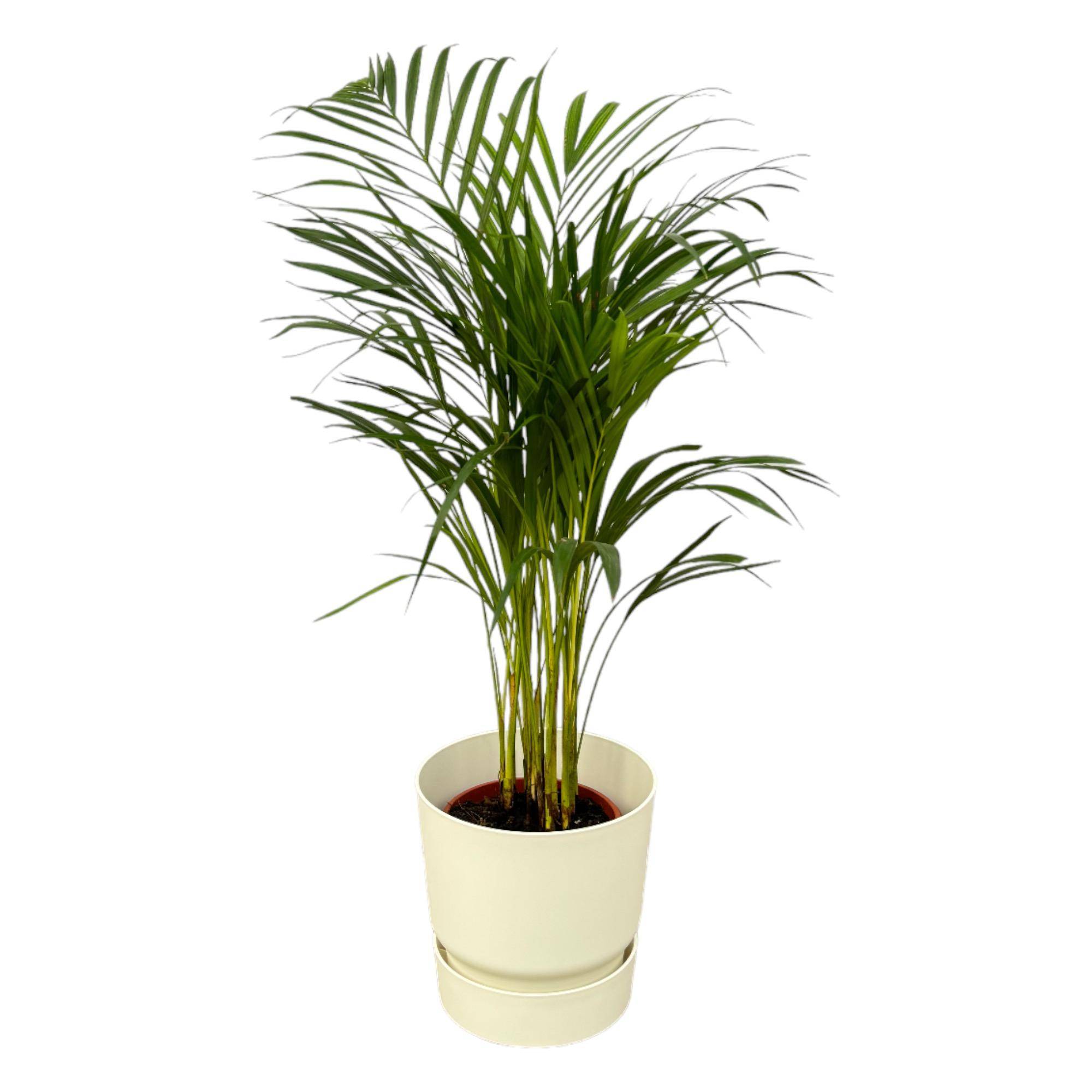 Palmier Areca - Plantes d'intérieur