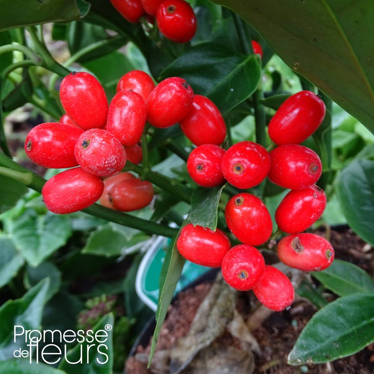 Promesse de Fleurs - Aucuba japonica Rozannie - Aucuba du Japon  Pot de 2L/3L - Image 1