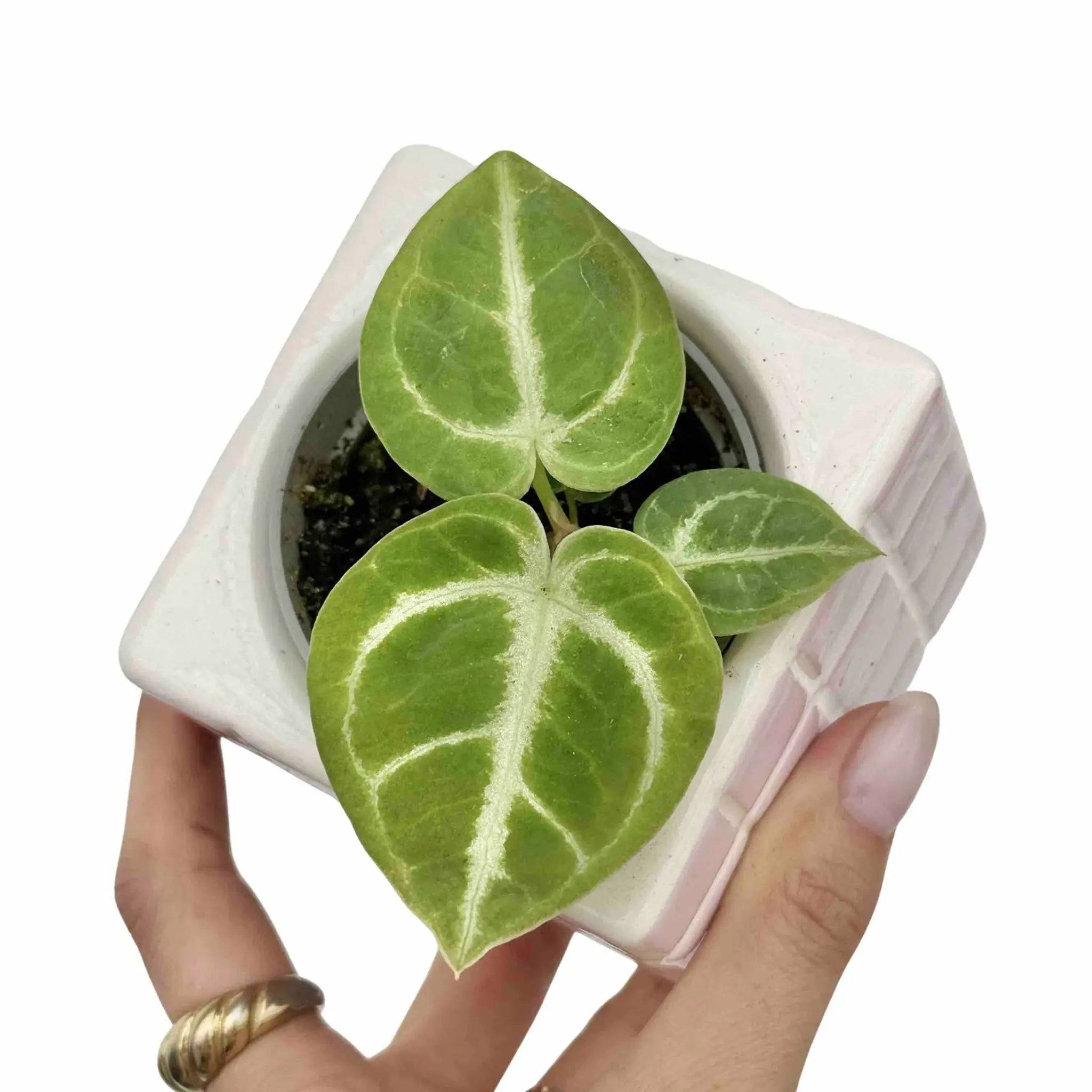 Anthurium Dorayaki - Pot de 6cm - Plantes d'intérieur