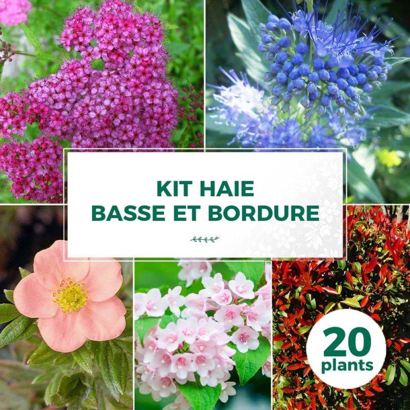 Haie Basse et Bordure - 20 arbustes -  - Pépinières Naudet - Imagen 1