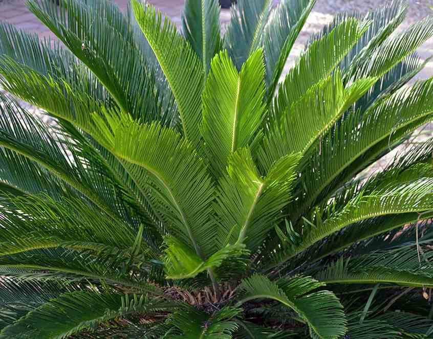 Sans Marque - Cycas revoluta (Cycas du japon-Sagou) Taille:Pot de 80L - Tronc de 110/120 cm - 175/200cm - Image 10