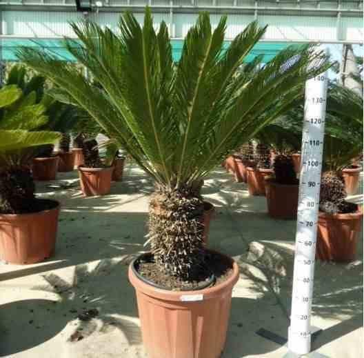 Sans Marque - Cycas revoluta (Cycas du japon-Sagou) Taille:Pot de 80L - Tronc de 110/120 cm - 175/200cm - Image 5
