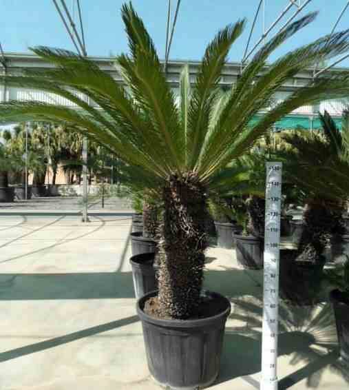 Sans Marque - Cycas revoluta (Cycas du japon-Sagou) Taille:Pot de 80L - Tronc de 110/120 cm - 175/200cm - Image 8