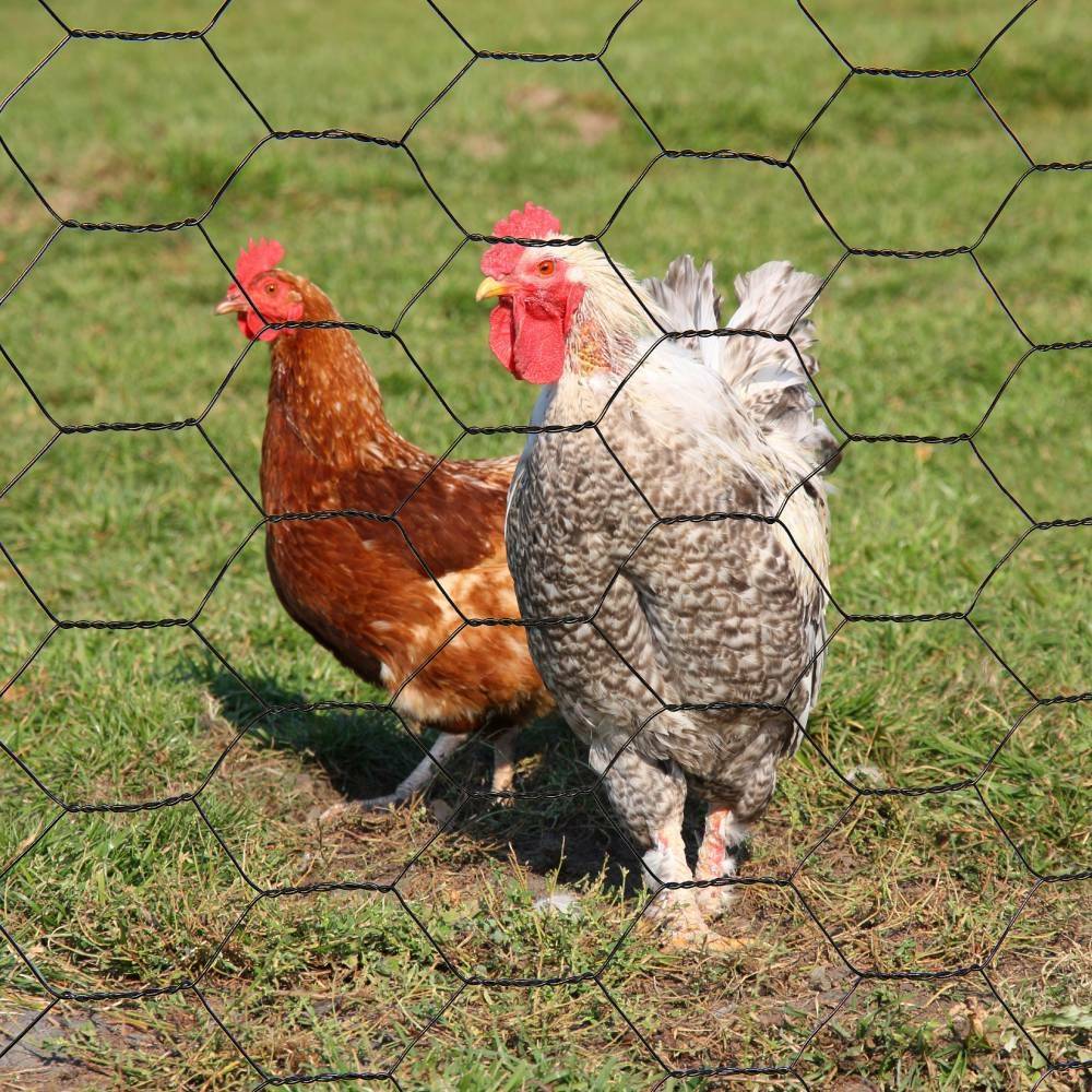 Grillage à poule 1X10 m mailles acier renforcé Ø 0.7 mm - TERRE JARDIN - Image 2