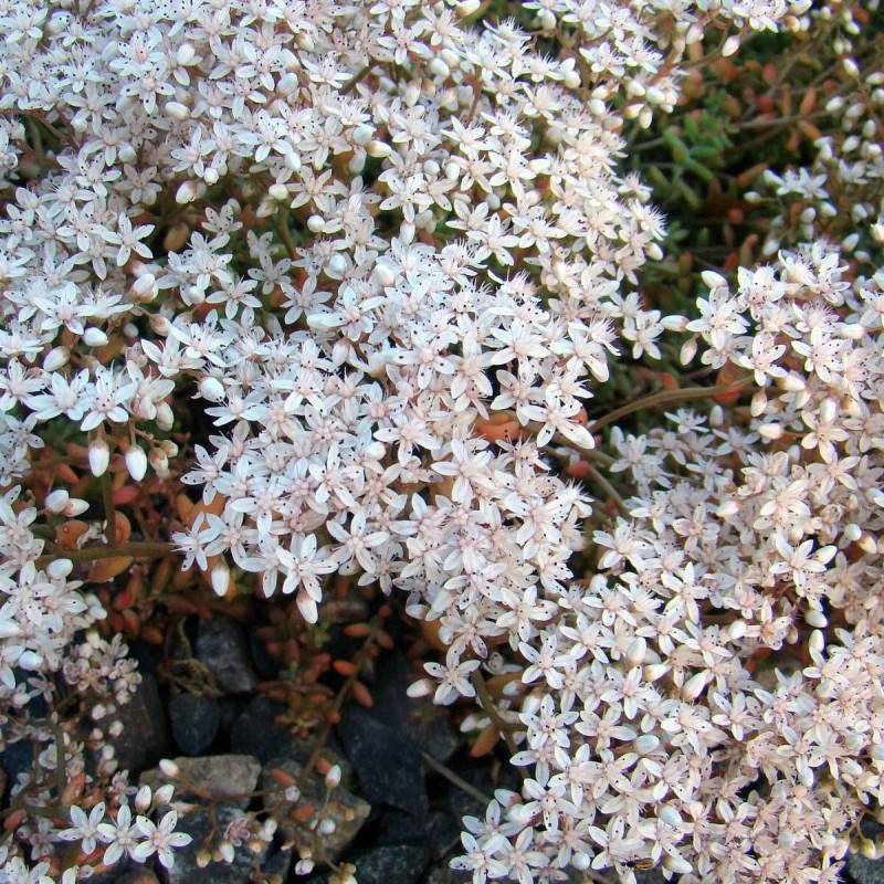 Orpin Album Superbum, Sedum à fleurs Blanche/ - feuillage Persistant - Godet - 5/20 cm - Imagen 5