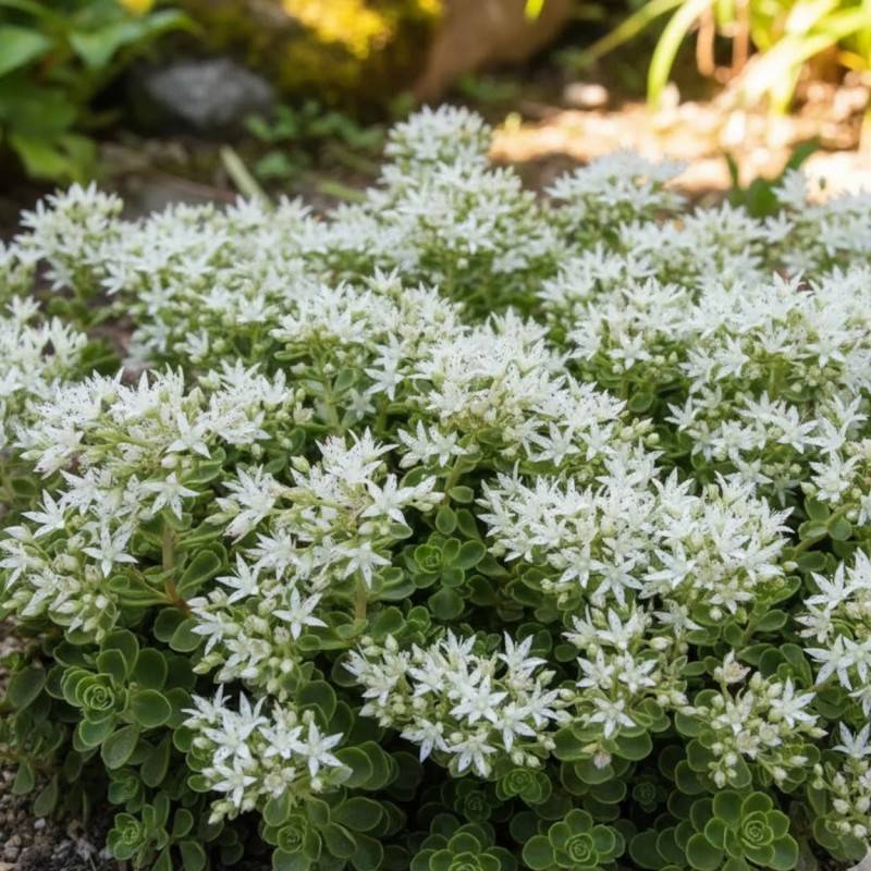 Orpin Album Superbum, Sedum à fleurs Blanche/ - feuillage Persistant - Godet - 5/20 cm - Imagen 1
