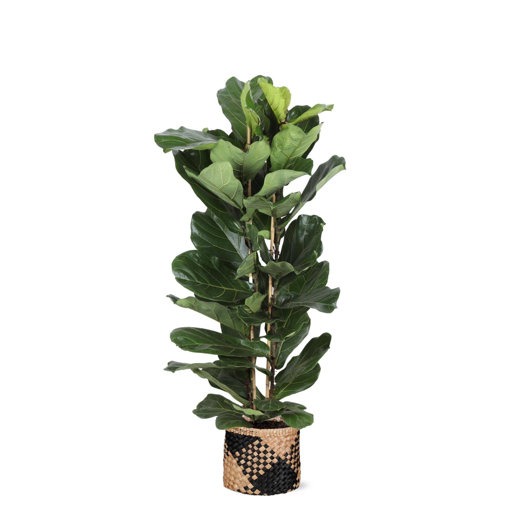 Ficus Lyrata et son pot- La Green Touch Panier naturel Noir - Hauteur 140cm