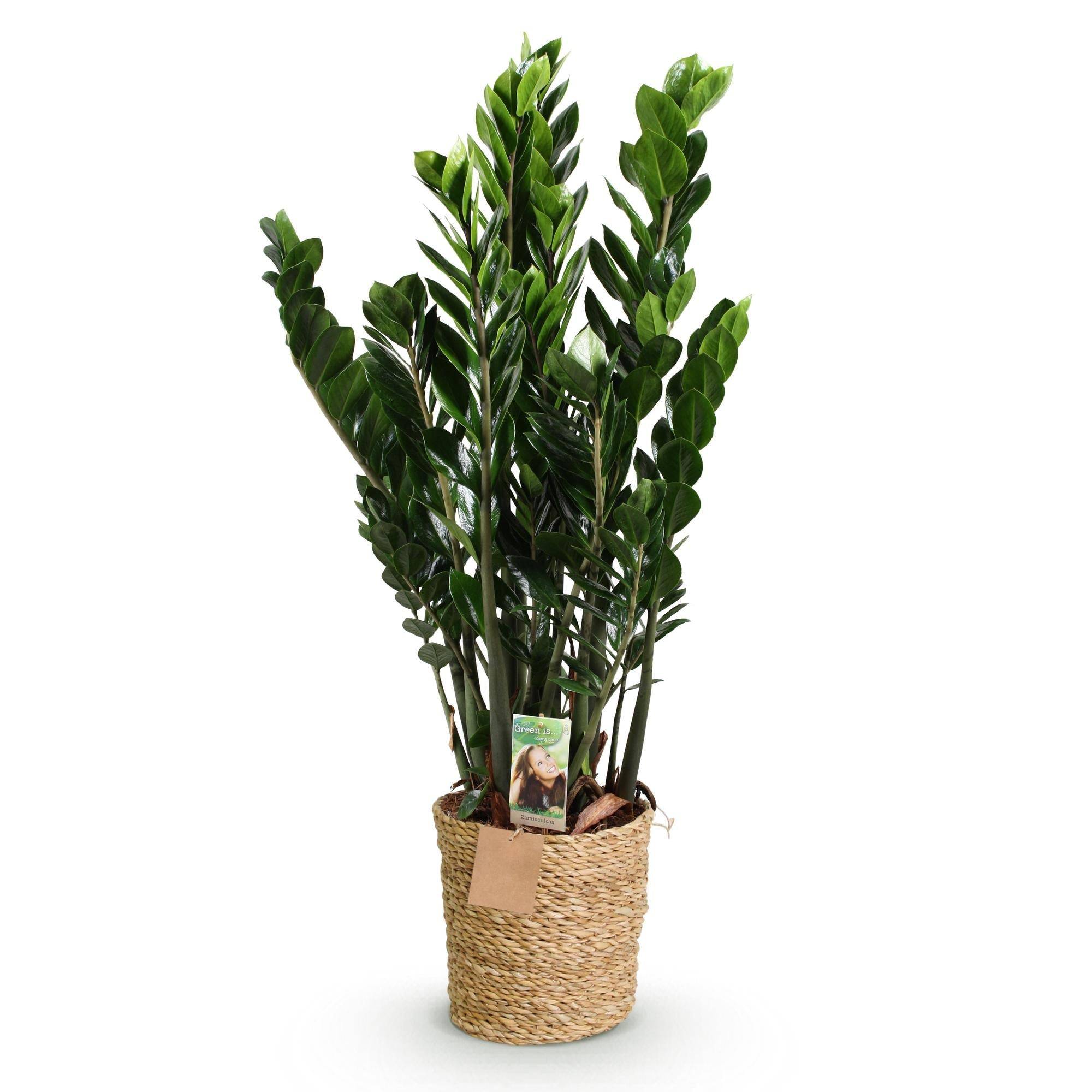 La Green Touch - Zamioculcas Zz Plant - D21 H90cm - Image 4