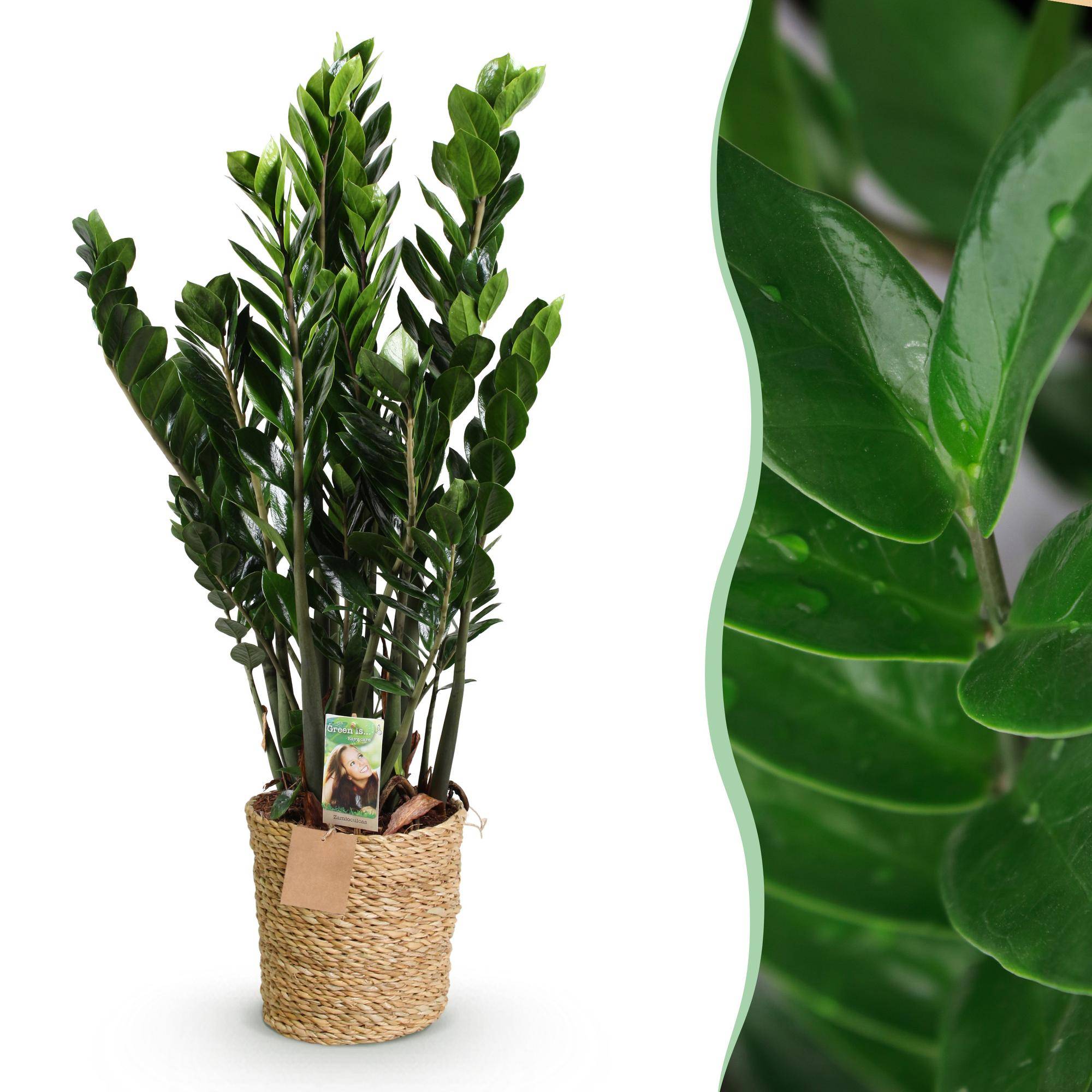 La Green Touch - Zamioculcas Zz Plant - D21 H90cm - Image 3