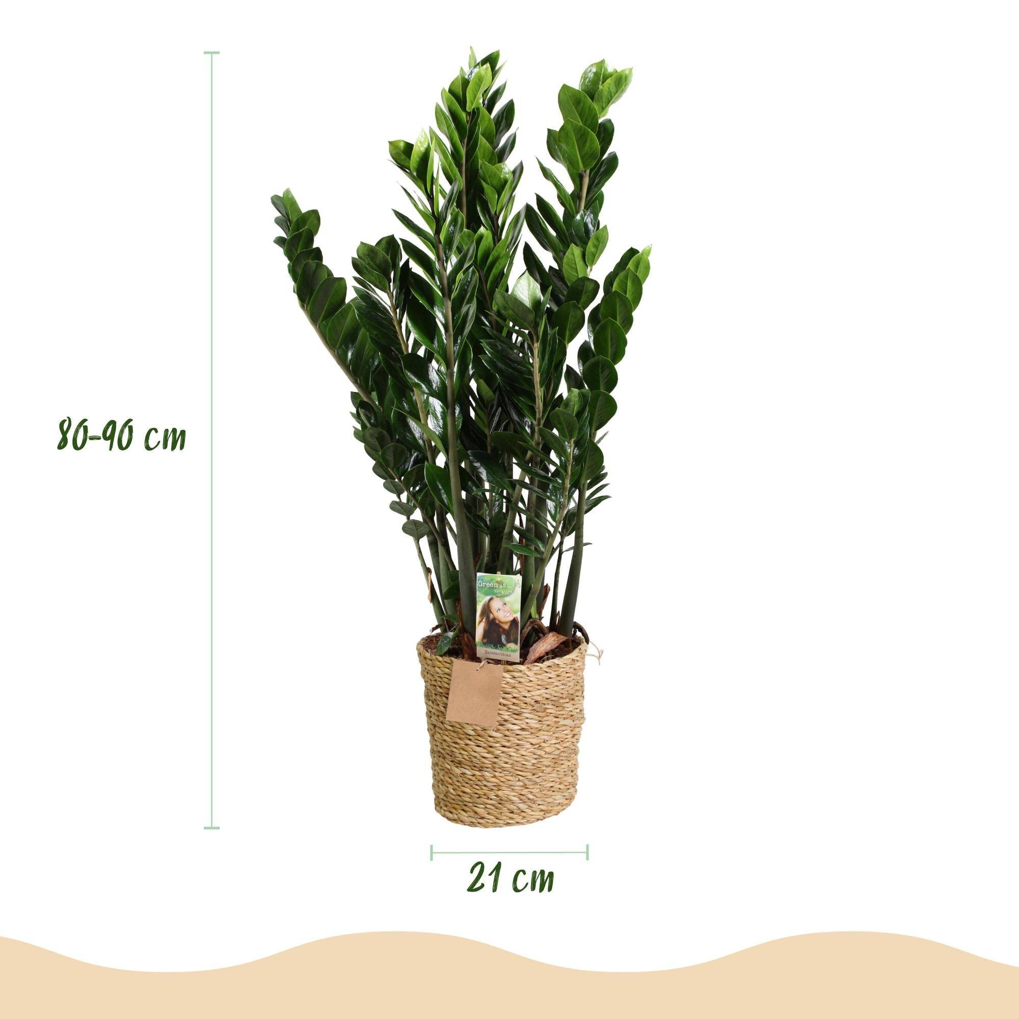La Green Touch - Zamioculcas Zz Plant - D21 H90cm - Image 2