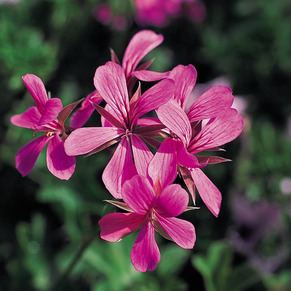 Géranium-lierre Roi des Balcons rose lilas Mini-motte Ø 1,5/2,5 cm, Plant vert de 5 à 10 cm de hauteur (par 5)