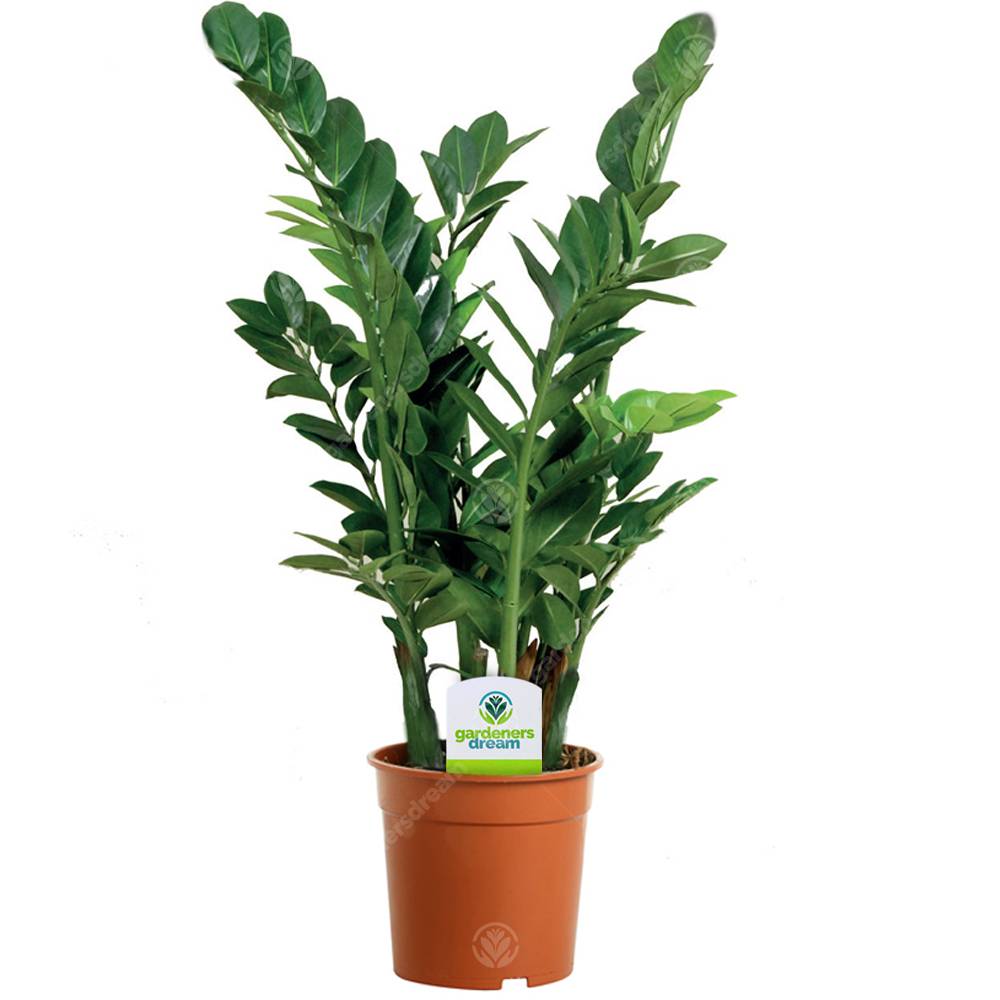 Gardenersdream - Assortiment De Plantes D'Intérieur - 3 Plantes – Superbe Plantes Vivantes En Pot Pour La Maison Ou Le Bureau (Assortiment C) - GardenersDream - Imagen 4