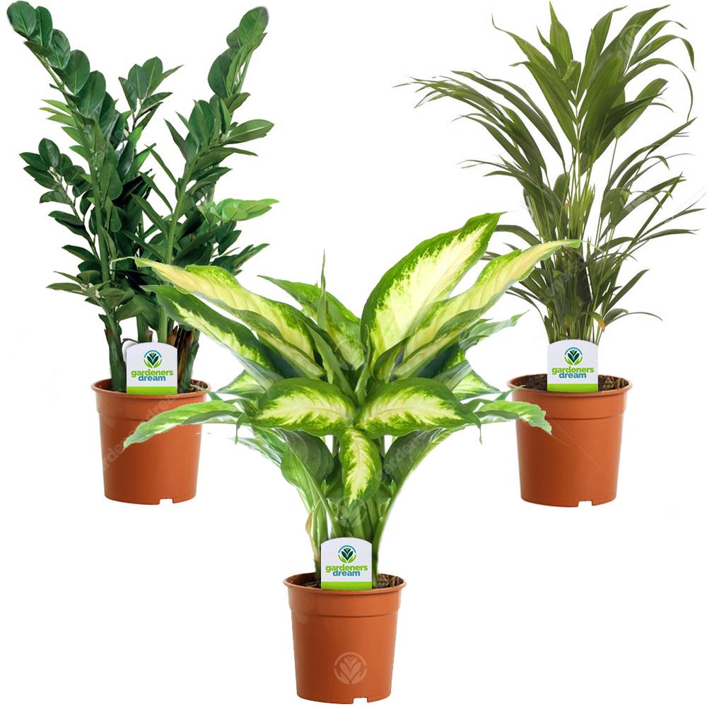 Gardenersdream - Assortiment De Plantes D'Intérieur - 3 Plantes – Superbe Plantes Vivantes En Pot Pour La Maison Ou Le Bureau (Assortiment C) - GardenersDream - Imagen 1