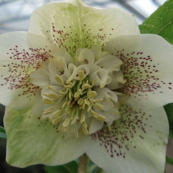 Promesse de Fleurs - Hellébore orientale Anémone Blanc guttatus Pot de 2L/3L