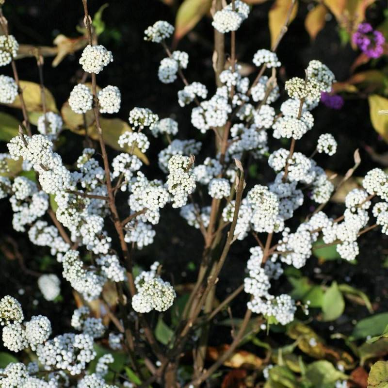 Callicarpa, Arbuste aux bonbons Magical® Snowstar 'Kolmsnostar' à fleurs Rose/Blanche - feuillage Caduc - Pot de 1,5L - 10/20 cm