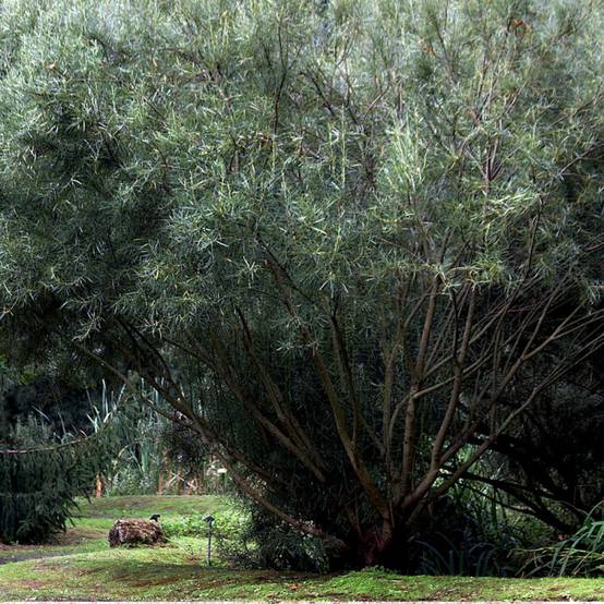 Saule à feuilles d'argousier, Salix à fleurs Blanche - feuillage Caduc - Pot de 5L - Touffe- hauteur à maturité De 1,50 m à 2,00 m - Image 2