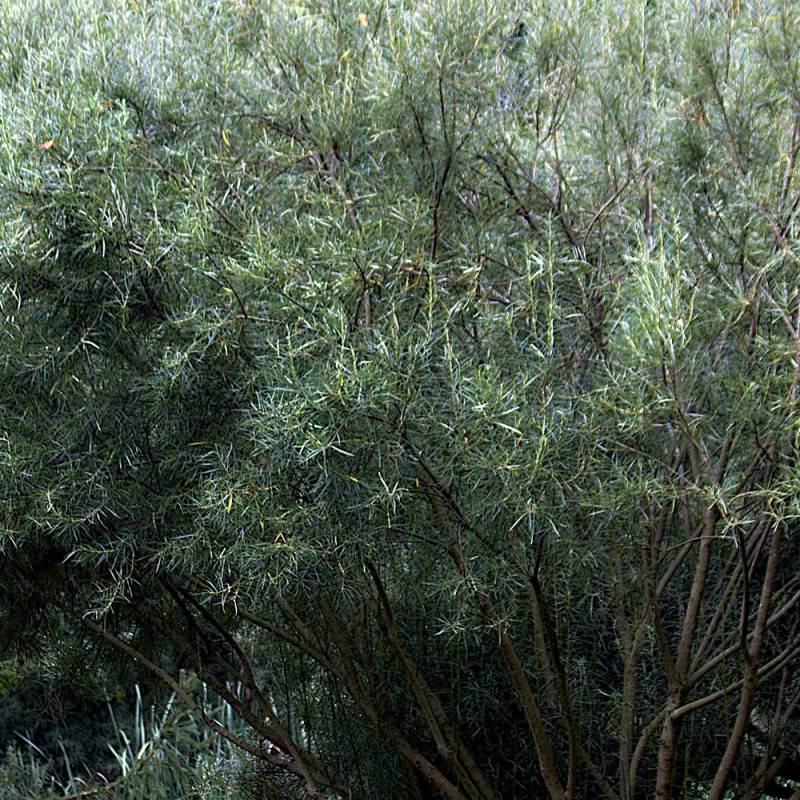 Saule à feuilles d'argousier, Salix à fleurs Blanche - feuillage Caduc - Pot de 5L - Touffe-  hauteur à maturité De 1,50 m à 2,00 m - Image 3