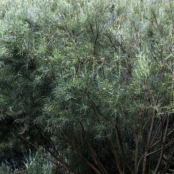 Saule à feuilles d'argousier, Salix à fleurs Blanche - feuillage Caduc - Pot de 5L - Touffe- hauteur à maturité De 1,50 m à 2,00 m - Image 1